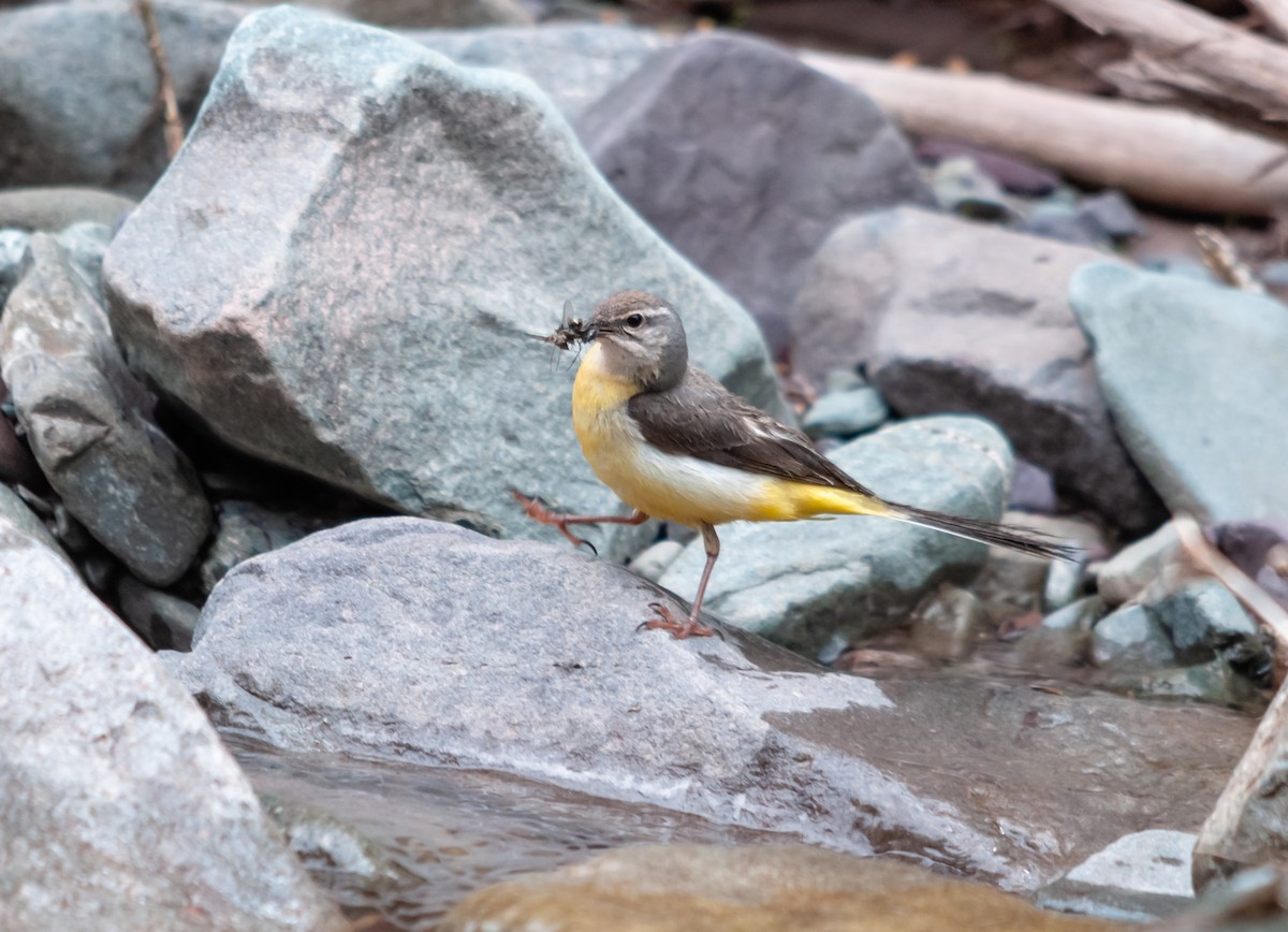 Gray Wagtail - Arun Raghuraman