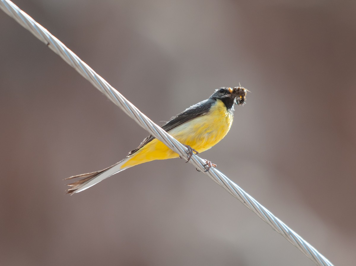 Gray Wagtail - Arun Raghuraman