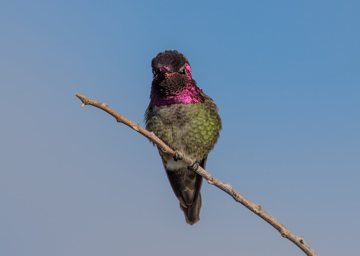 Colibrí de Anna - ML613930434