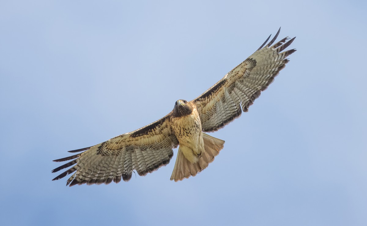 Red-tailed Hawk - Daniel Ward