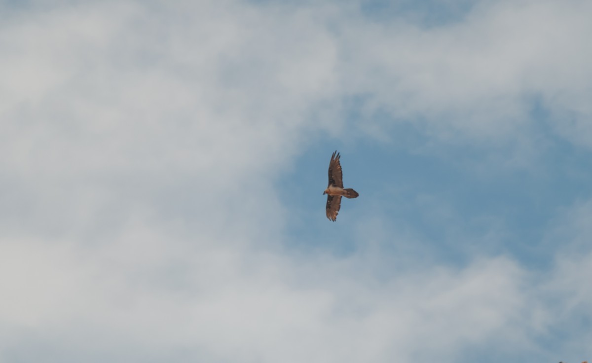 Bearded Vulture - ML613930437