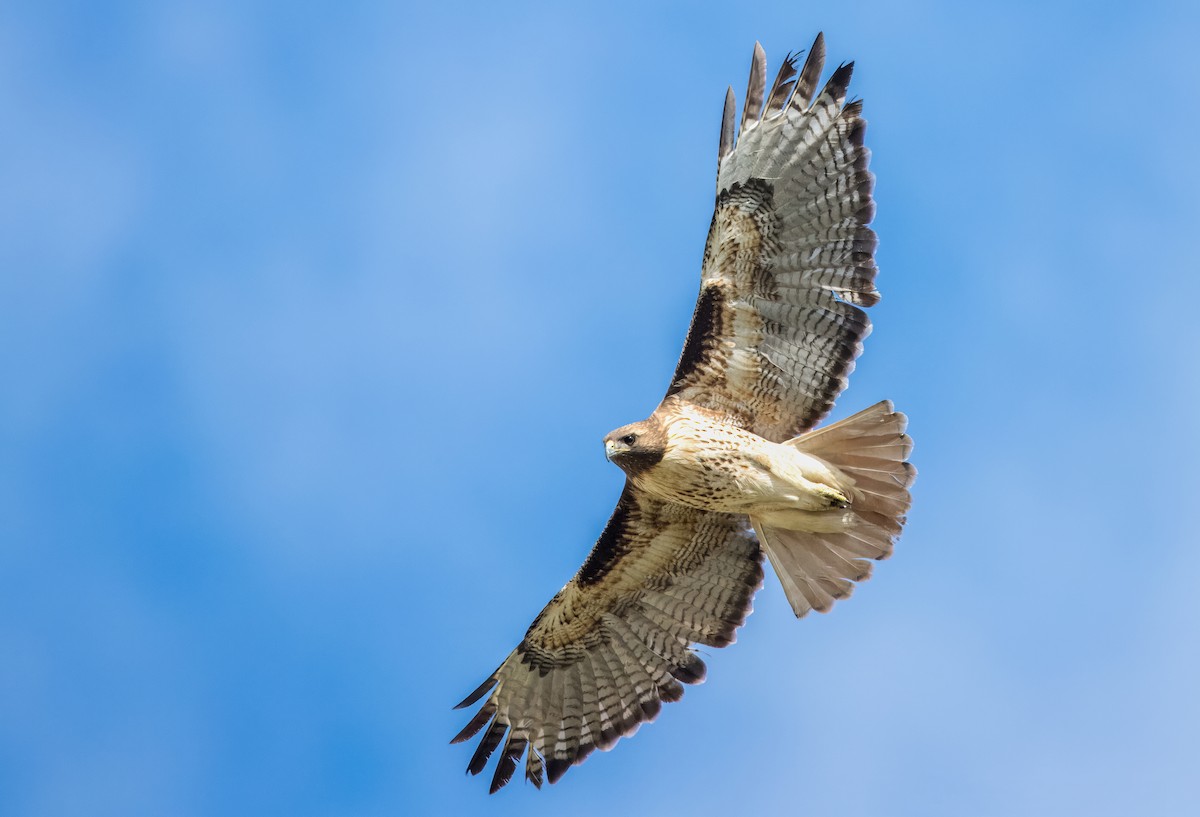 Red-tailed Hawk - Daniel Ward