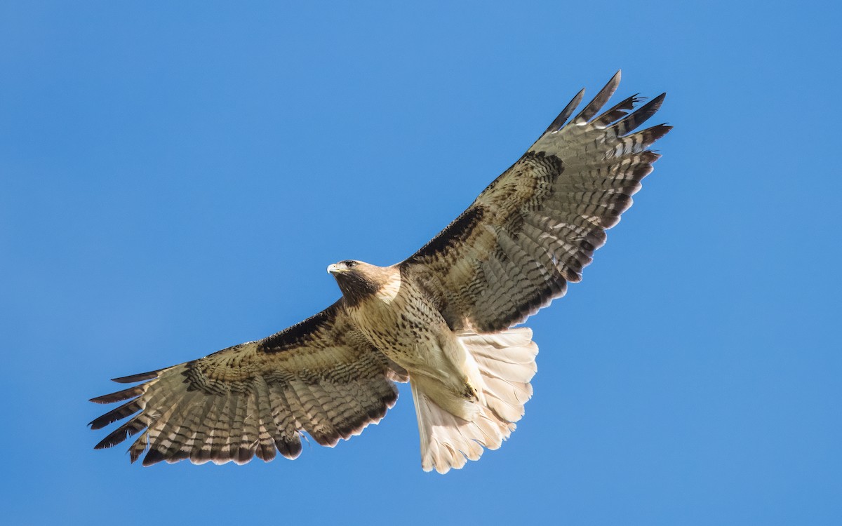 Red-tailed Hawk - Daniel Ward