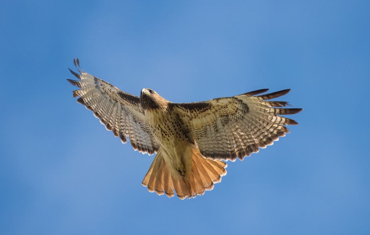 Red-tailed Hawk - Daniel Ward