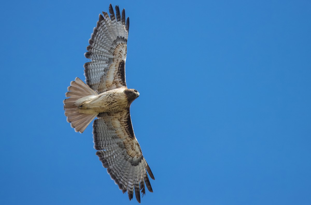 Red-tailed Hawk - Daniel Ward