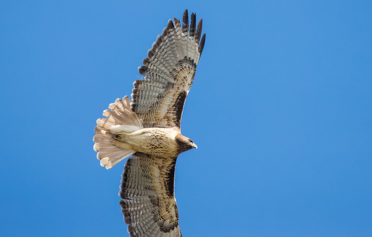 Red-tailed Hawk - Daniel Ward