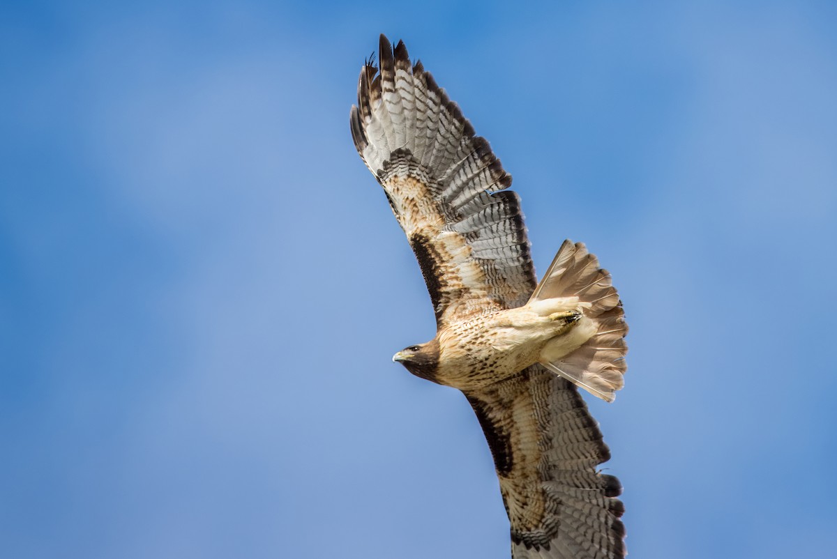 Red-tailed Hawk - Daniel Ward