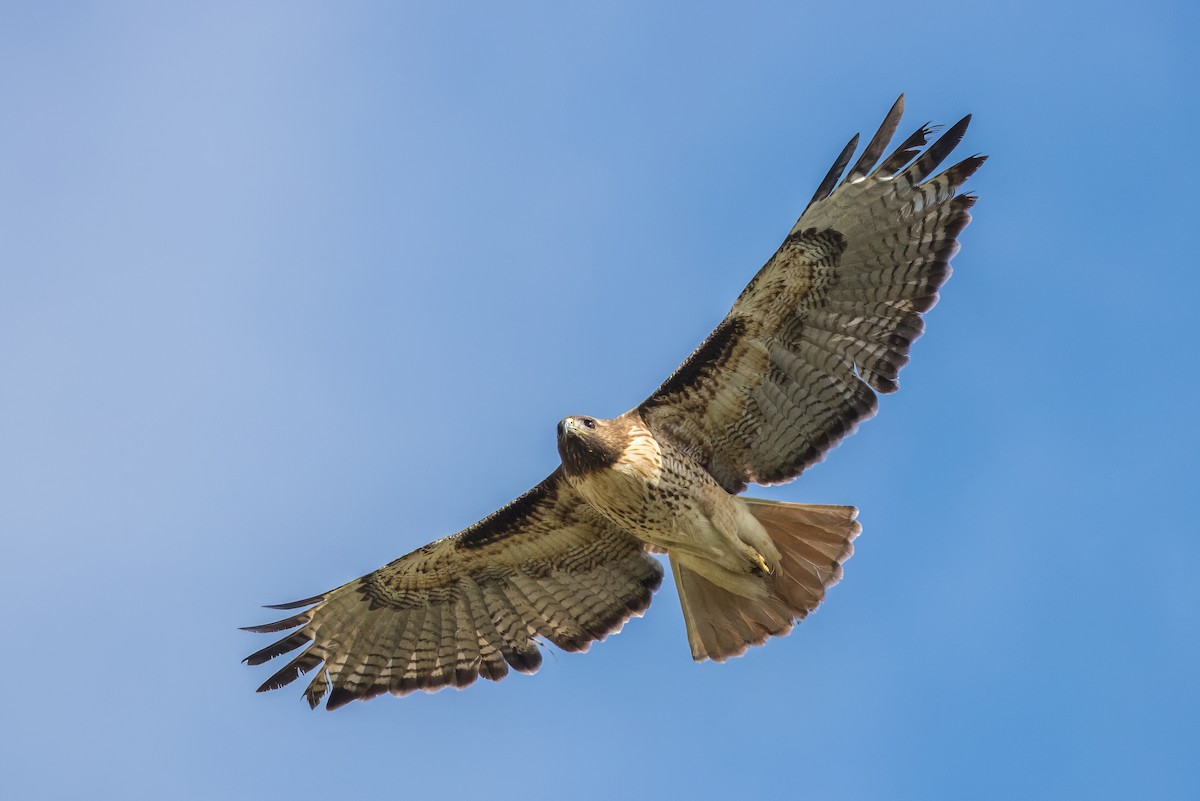Red-tailed Hawk - Daniel Ward