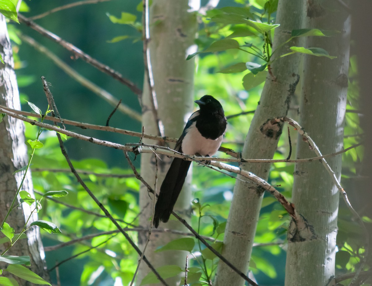 Eurasian Magpie - ML613930448