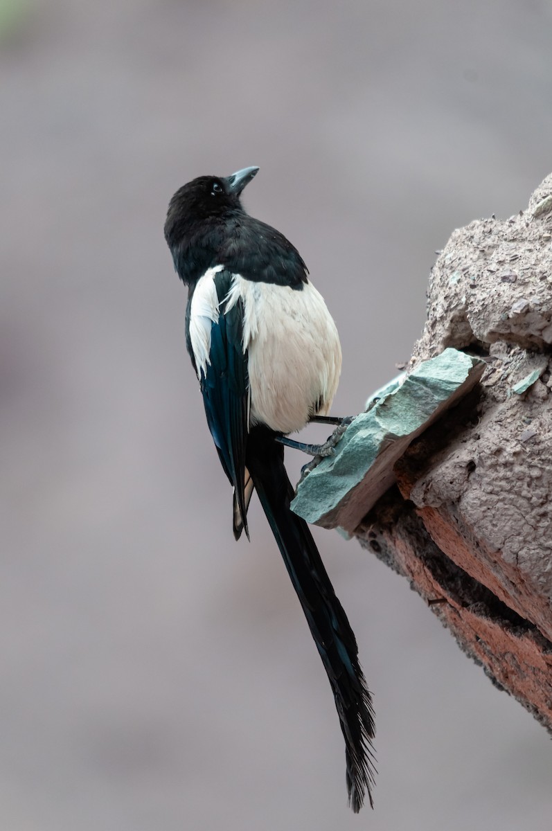 Eurasian Magpie - ML613930449