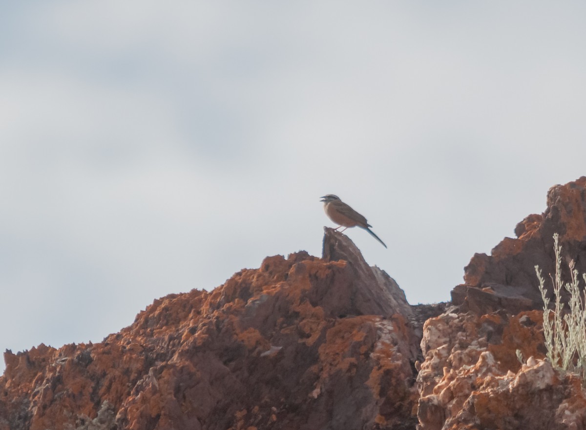 Rock Bunting - Arun Raghuraman