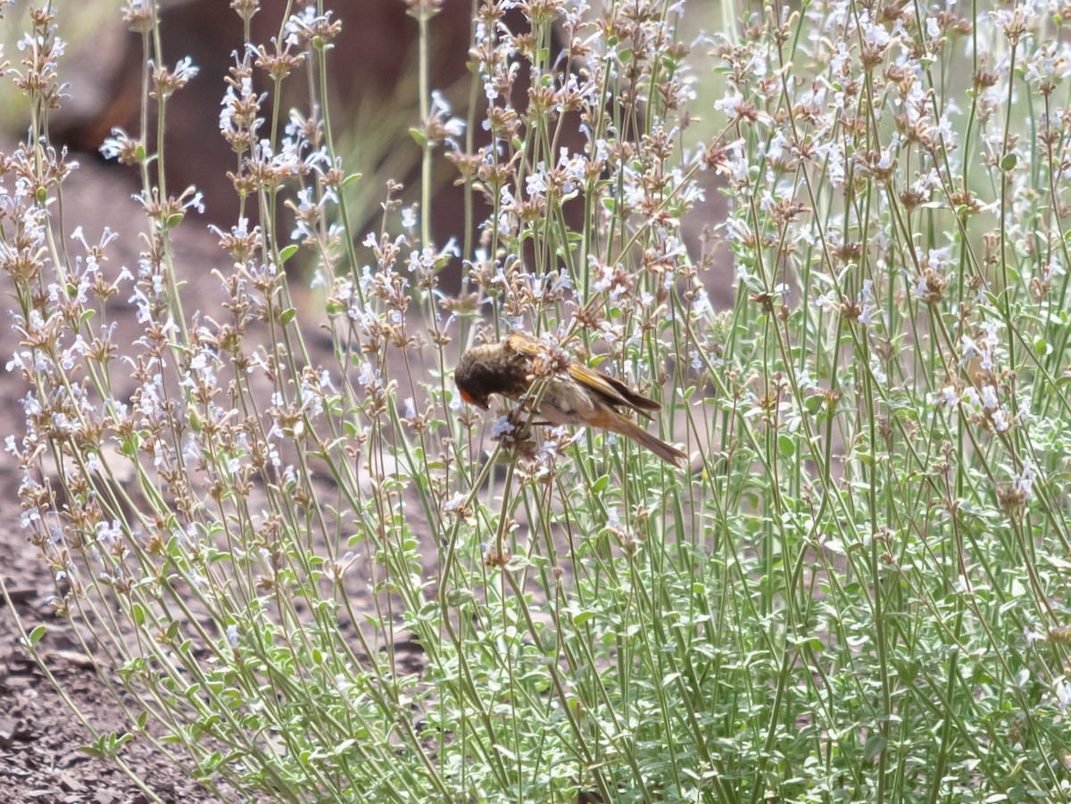 Fire-fronted Serin - ML613930465