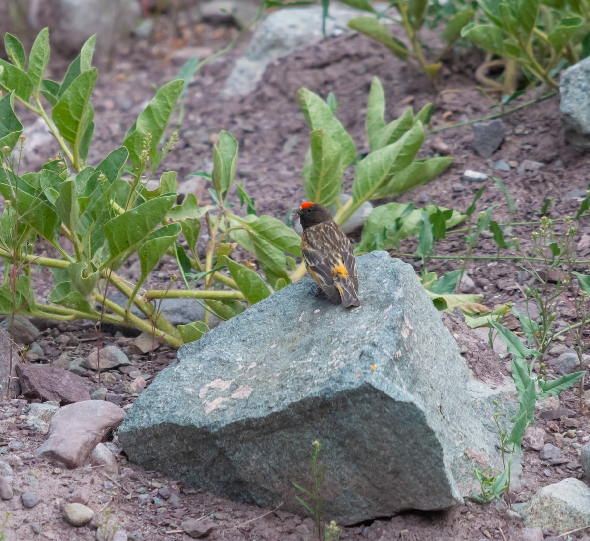 Fire-fronted Serin - ML613930466