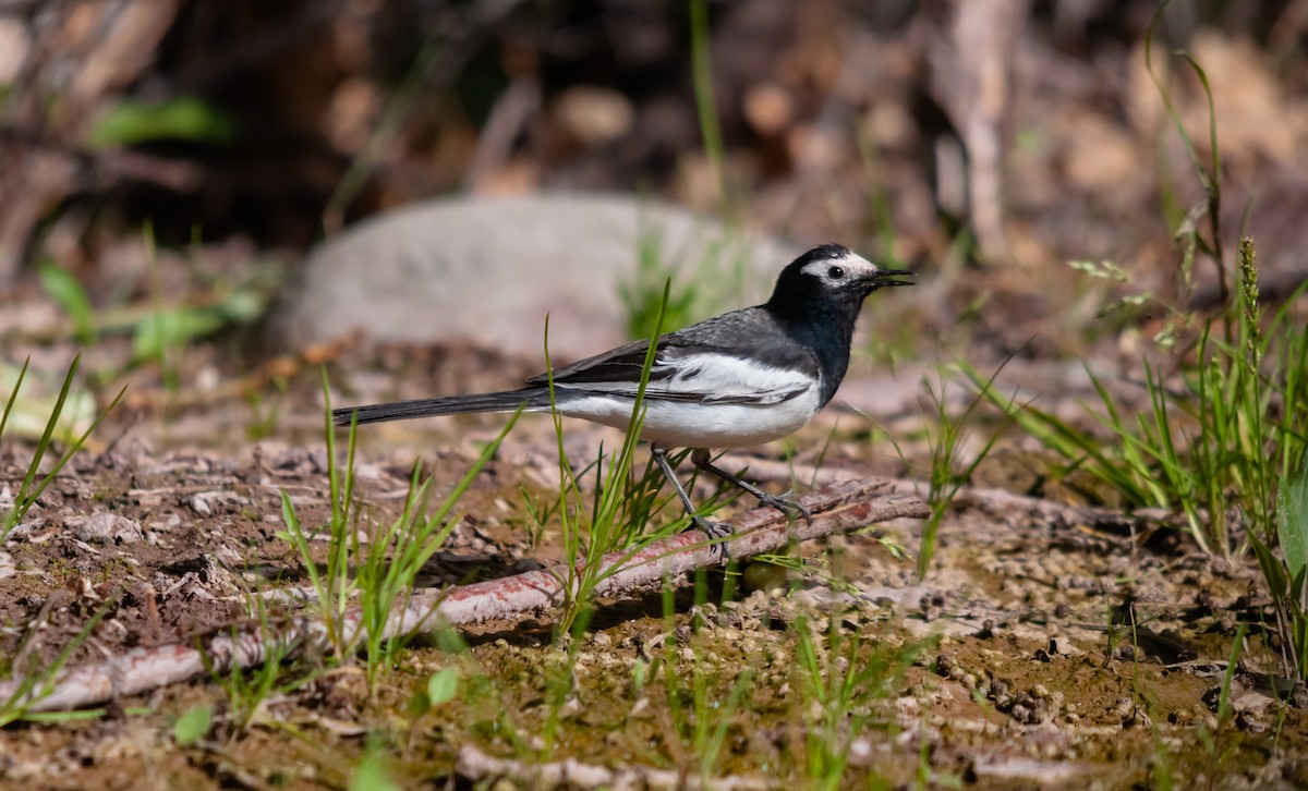 White Wagtail - Arun Raghuraman