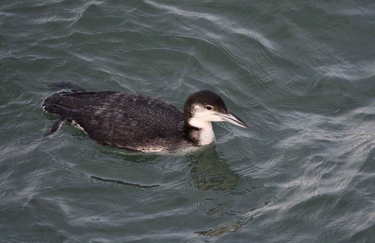 Common Loon - Claudia Nielson