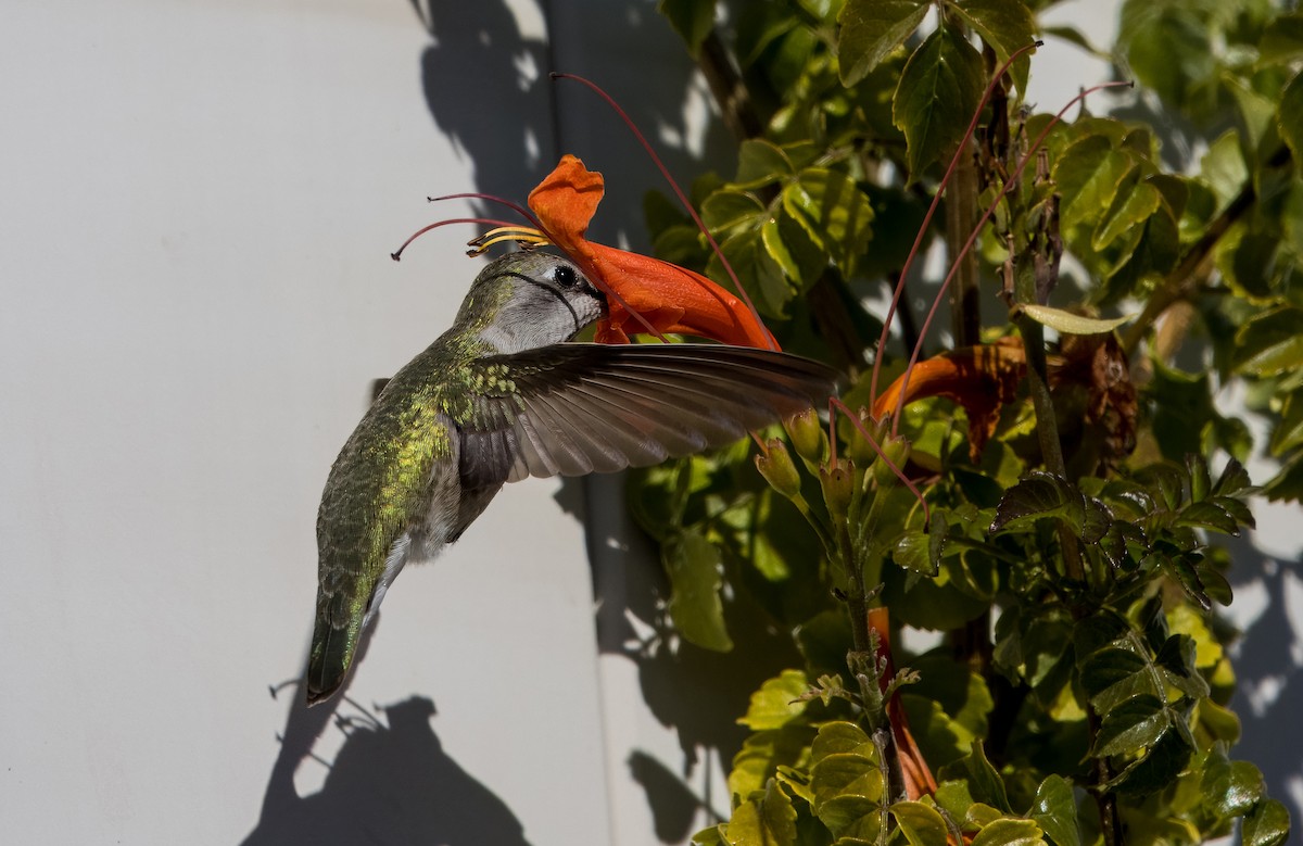 Costa's Hummingbird - Daniel Ward