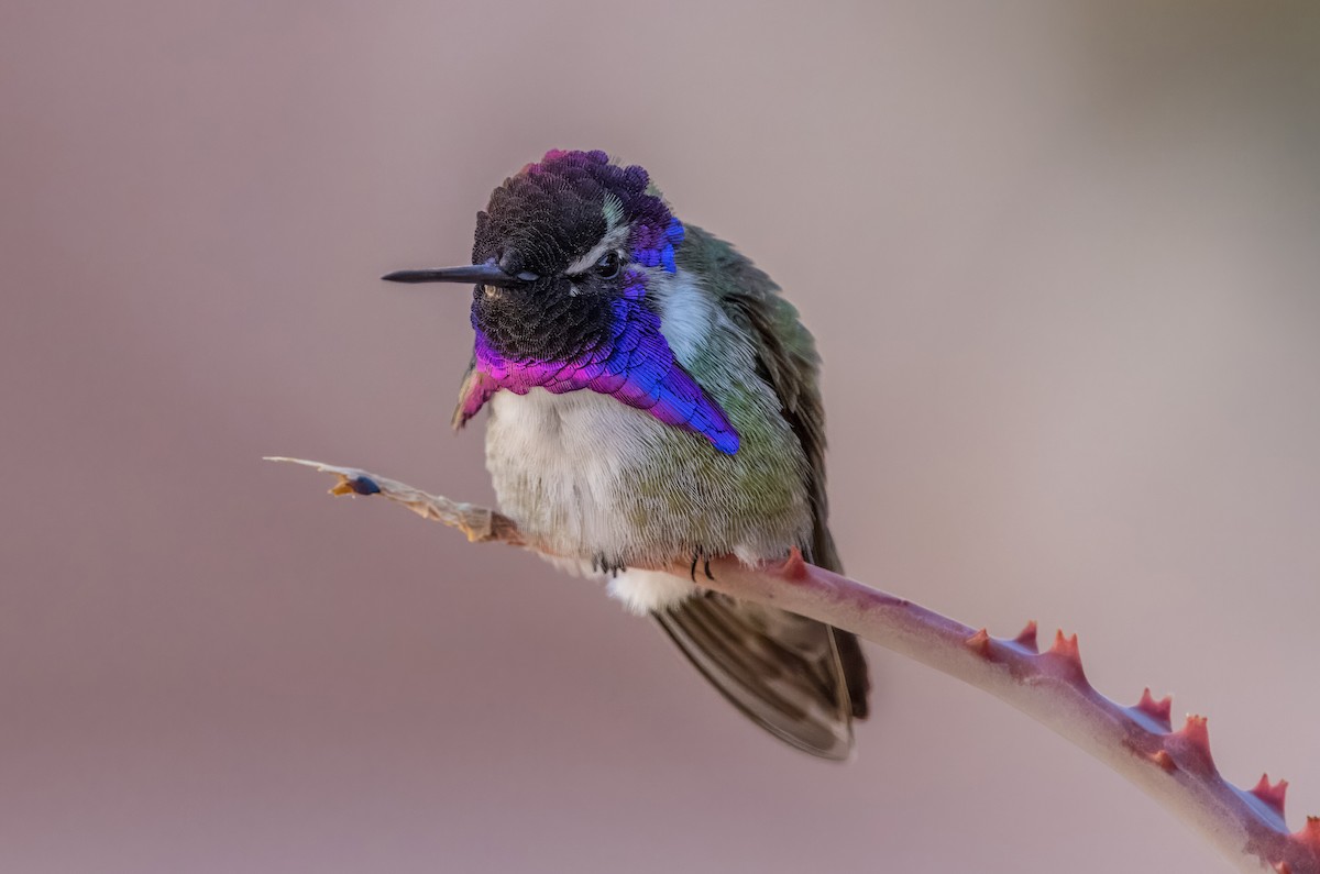 Costa's Hummingbird - Daniel Ward