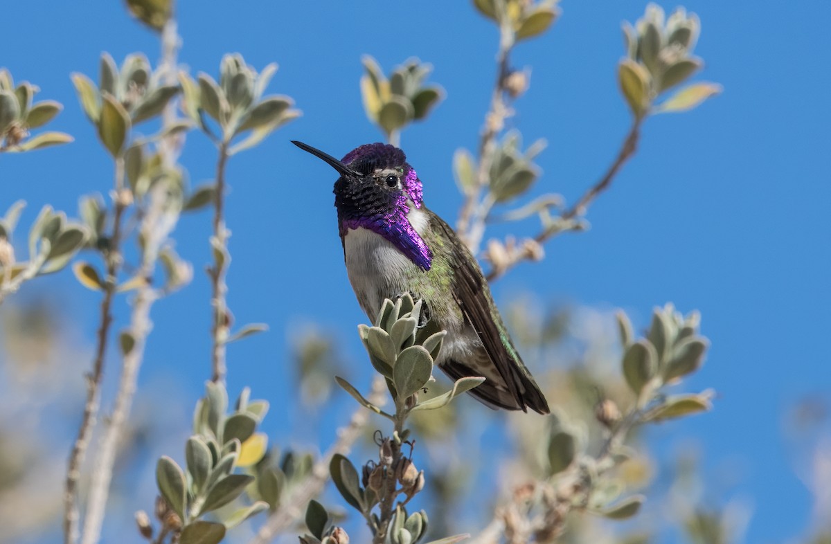 Costa's Hummingbird - Daniel Ward