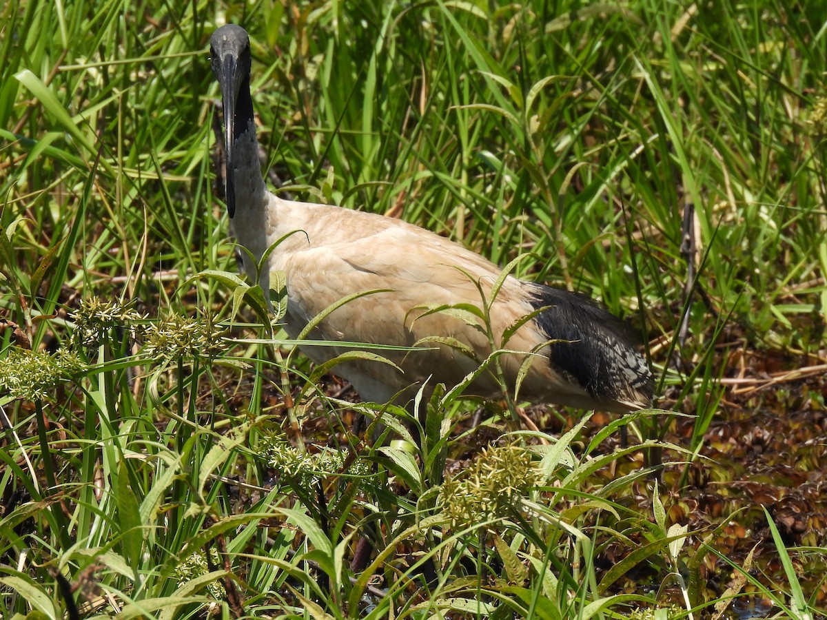 ibis australský - ML613930653
