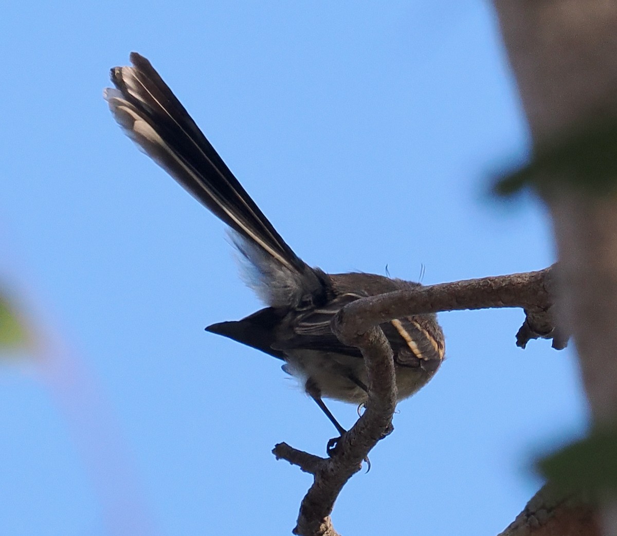 Gray Fantail (preissi) - Ken Glasson