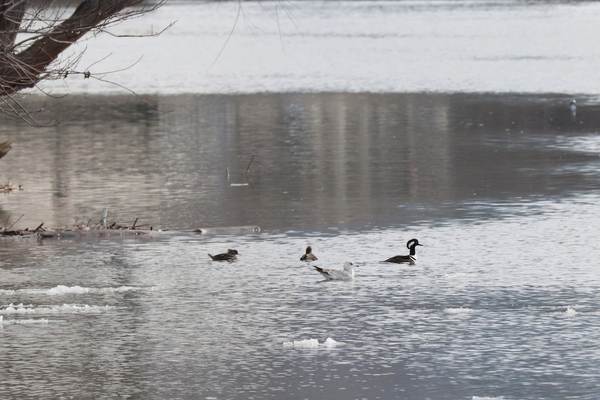 Hooded Merganser - RIIO LU