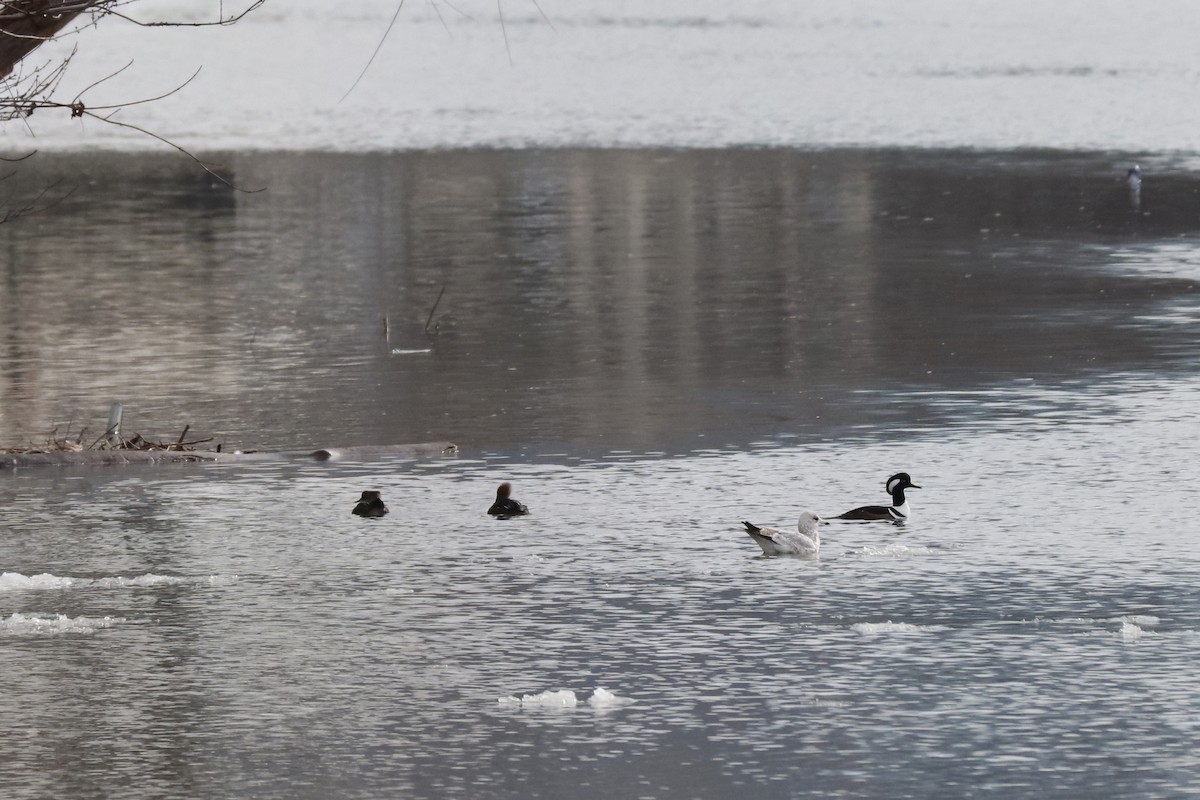 Hooded Merganser - ML613930710