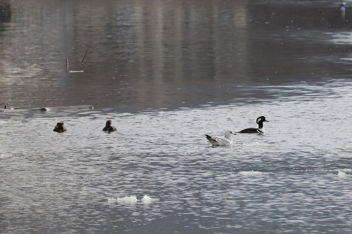 Hooded Merganser - ML613930711