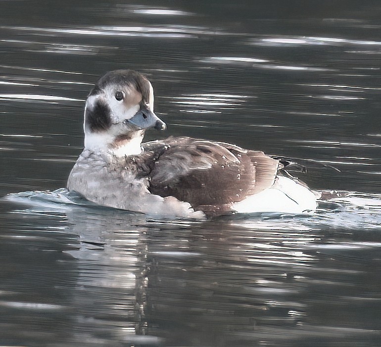 Long-tailed Duck - Mark  Ludwick