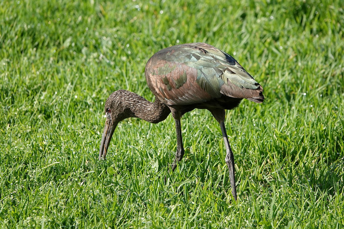 White-faced Ibis - ML613930794