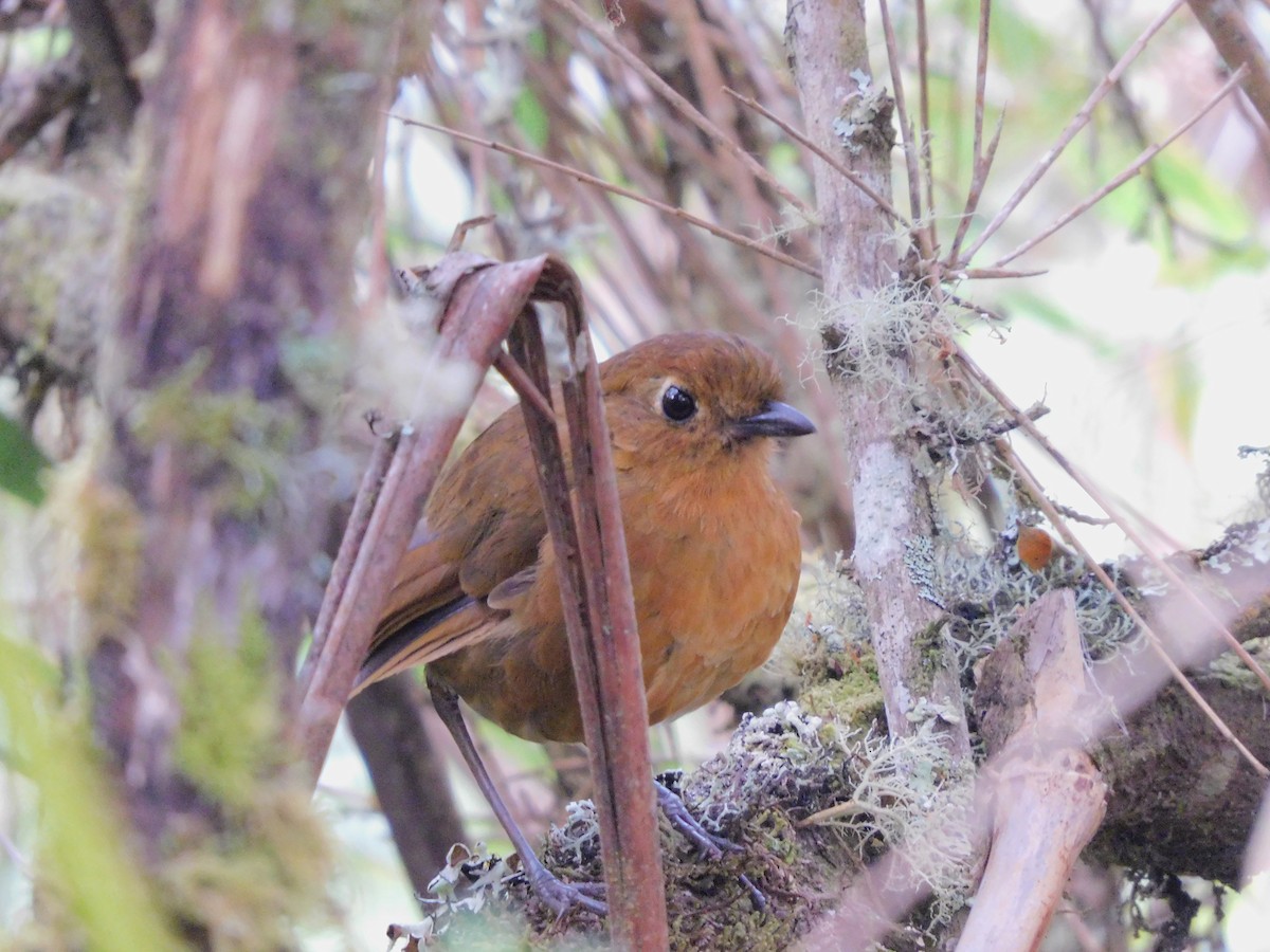 Panao Antpitta - ML613930933