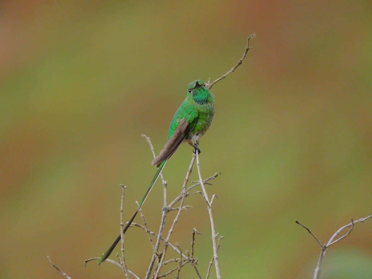 Green-tailed Trainbearer - ML613930994