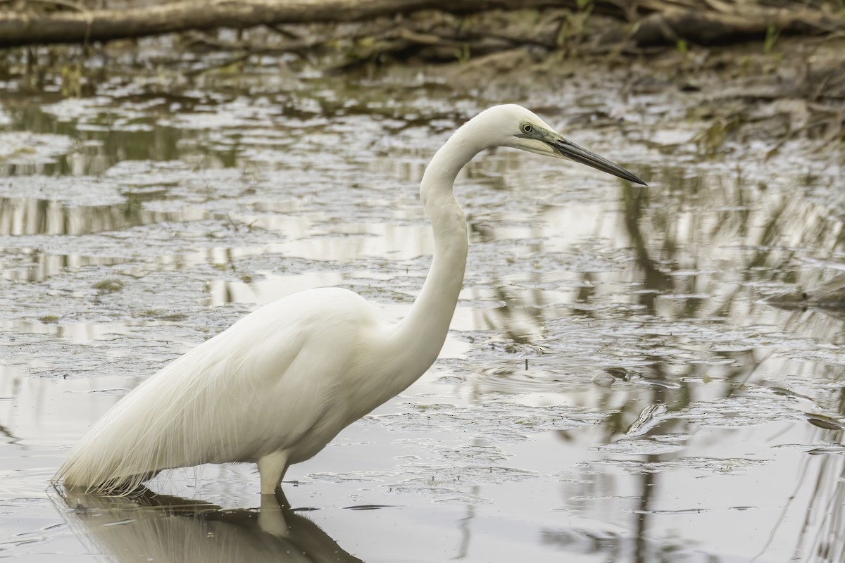 Great Egret - ML613931017