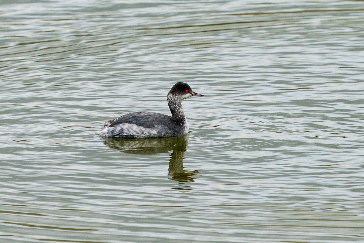 Eared Grebe - ML613931092