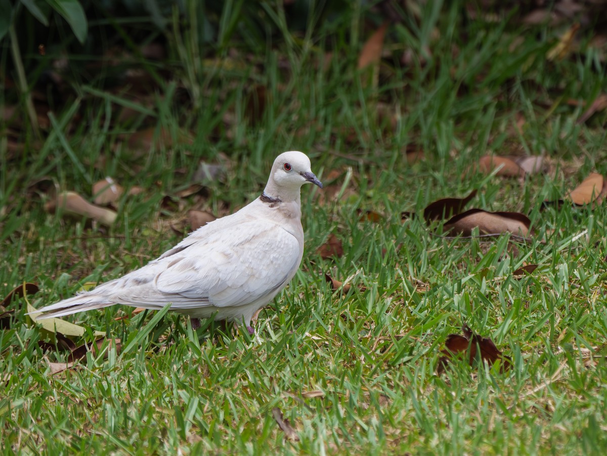 African Collared-Dove - ML613931109