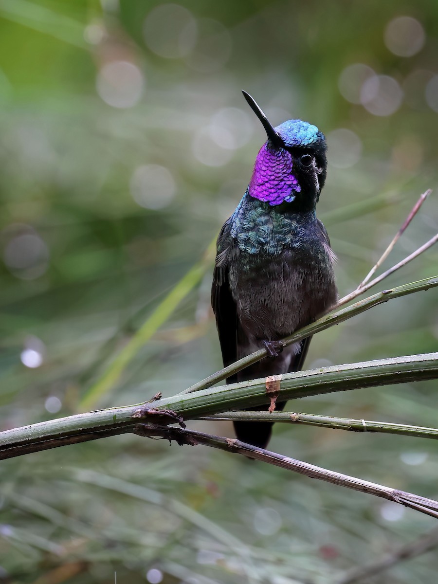 Purple-throated Mountain-gem - ML613931123