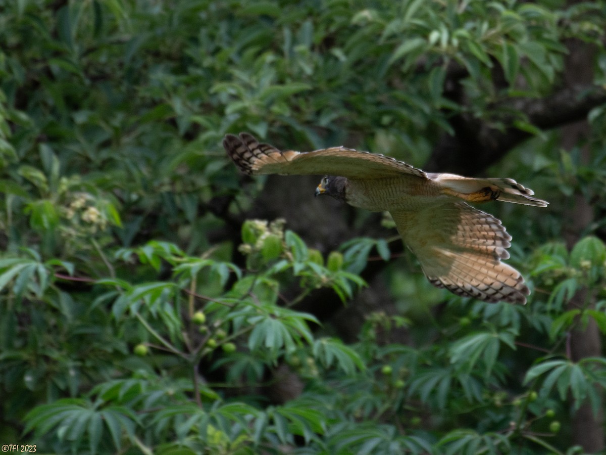 Roadside Hawk - ML613931156