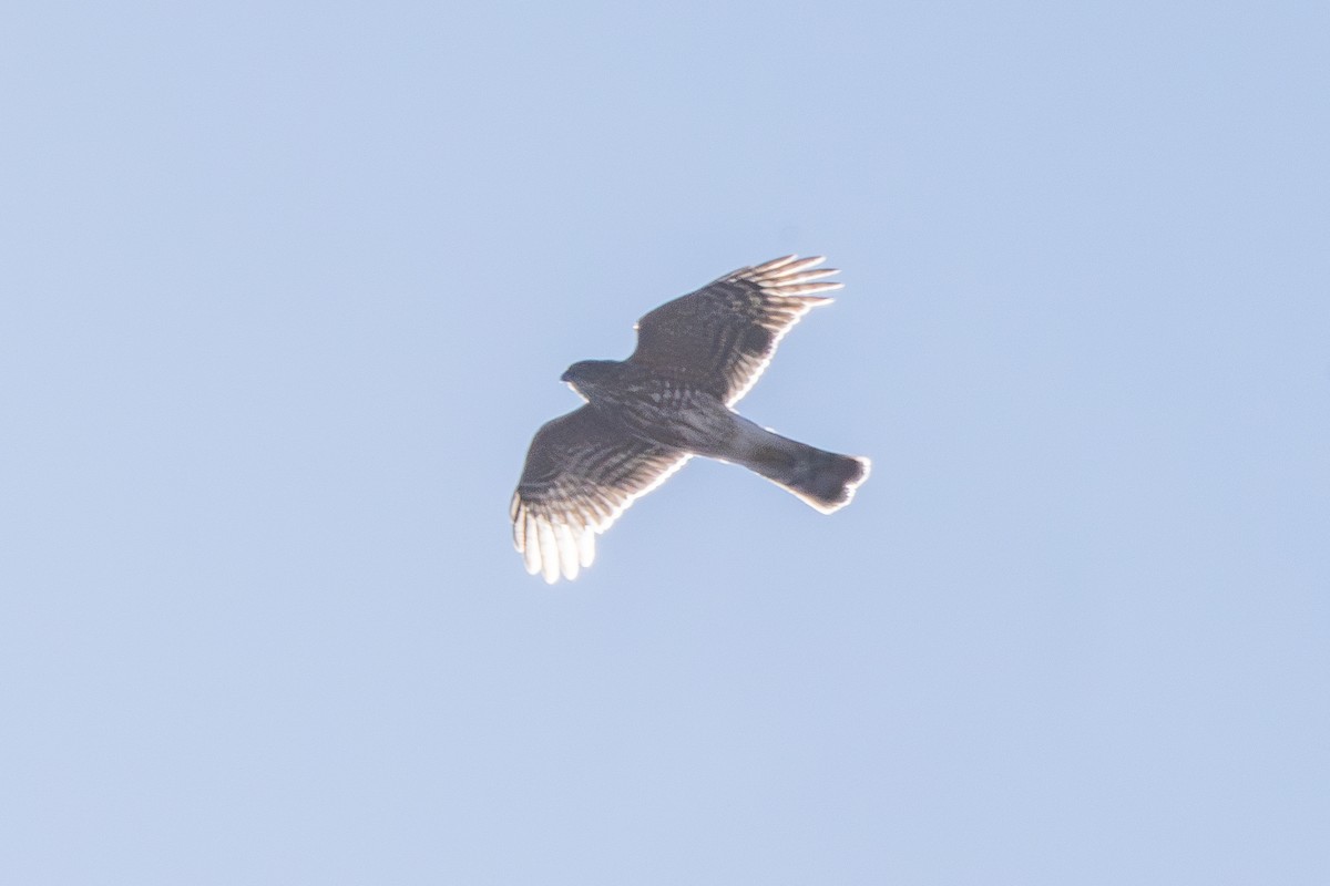 Sharp-shinned Hawk - ML613931197