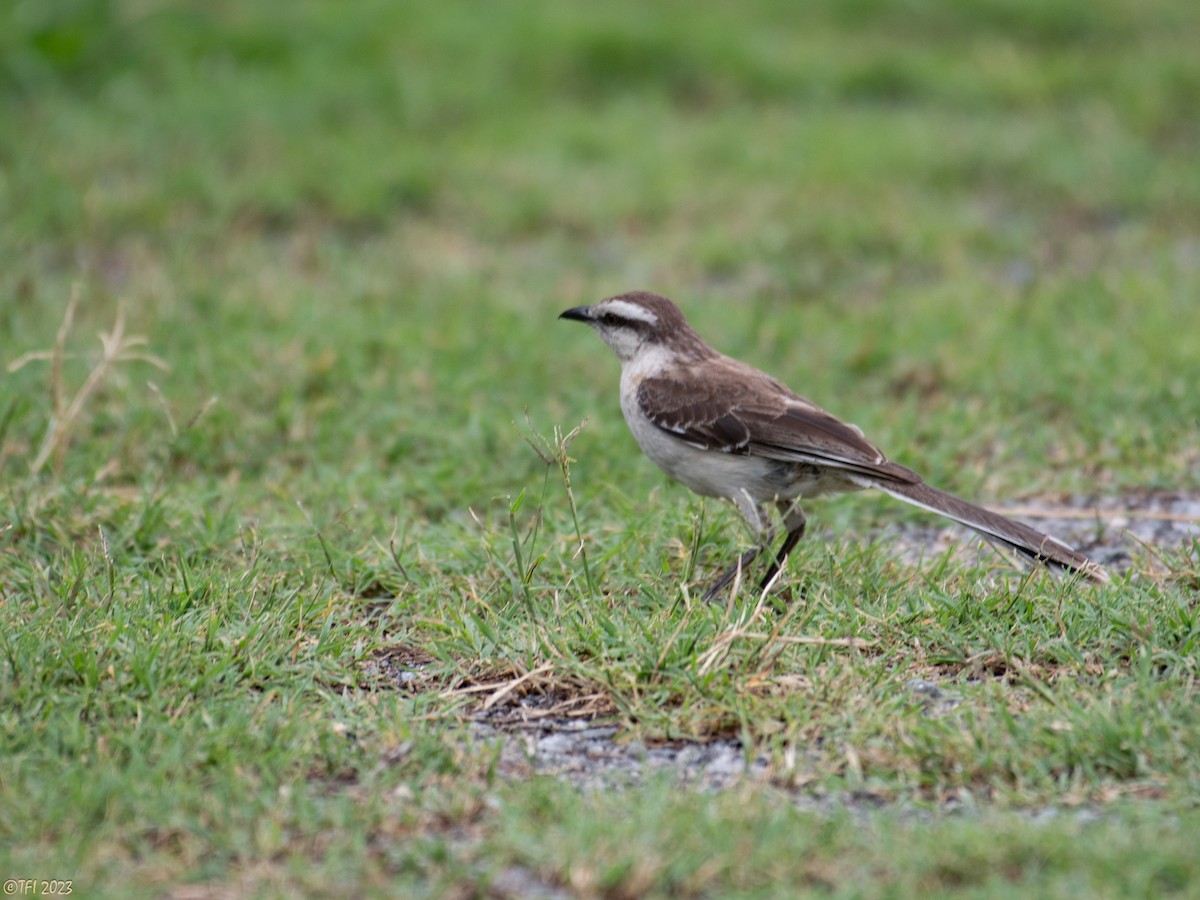 Chalk-browed Mockingbird - ML613931254