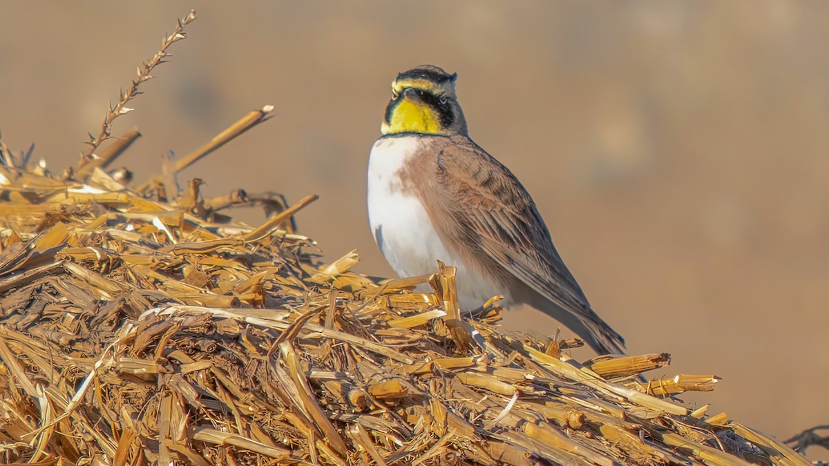 Horned Lark - ML613931258