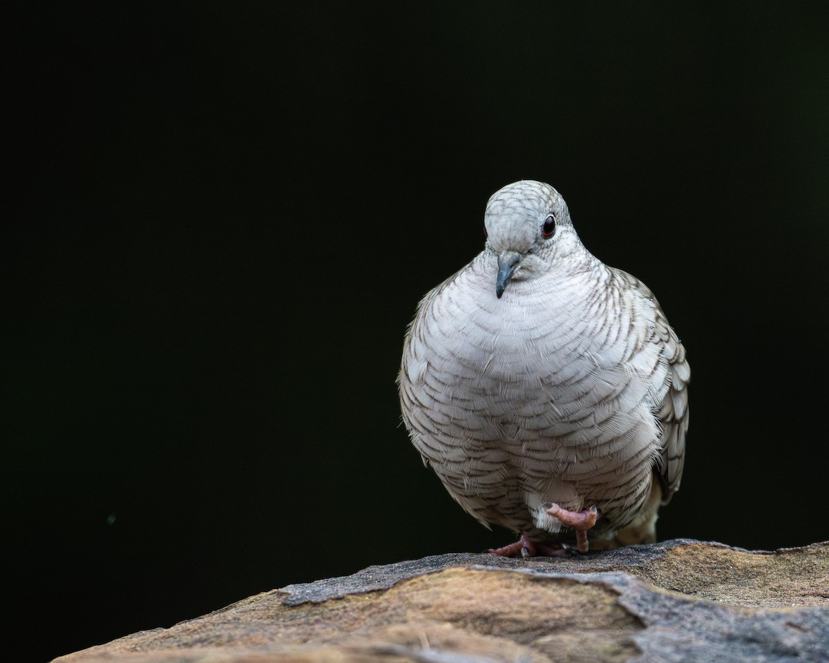 Inca Dove - Al Halstead