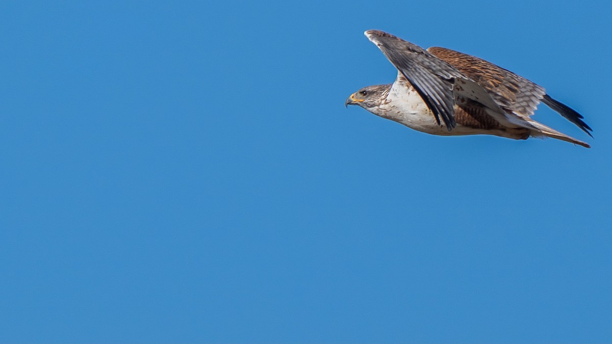 Ferruginous Hawk - ML613931353