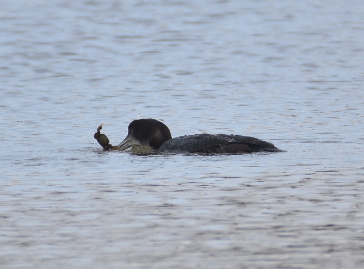 Common Loon - ML613931401