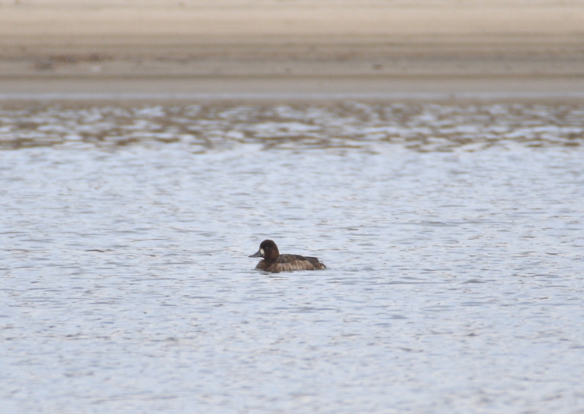 Lesser Scaup - ML613931422