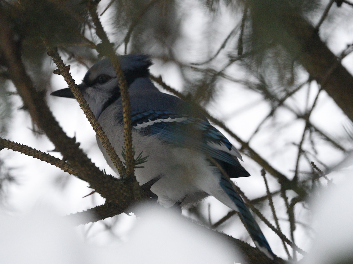 Blue Jay - ML613931449