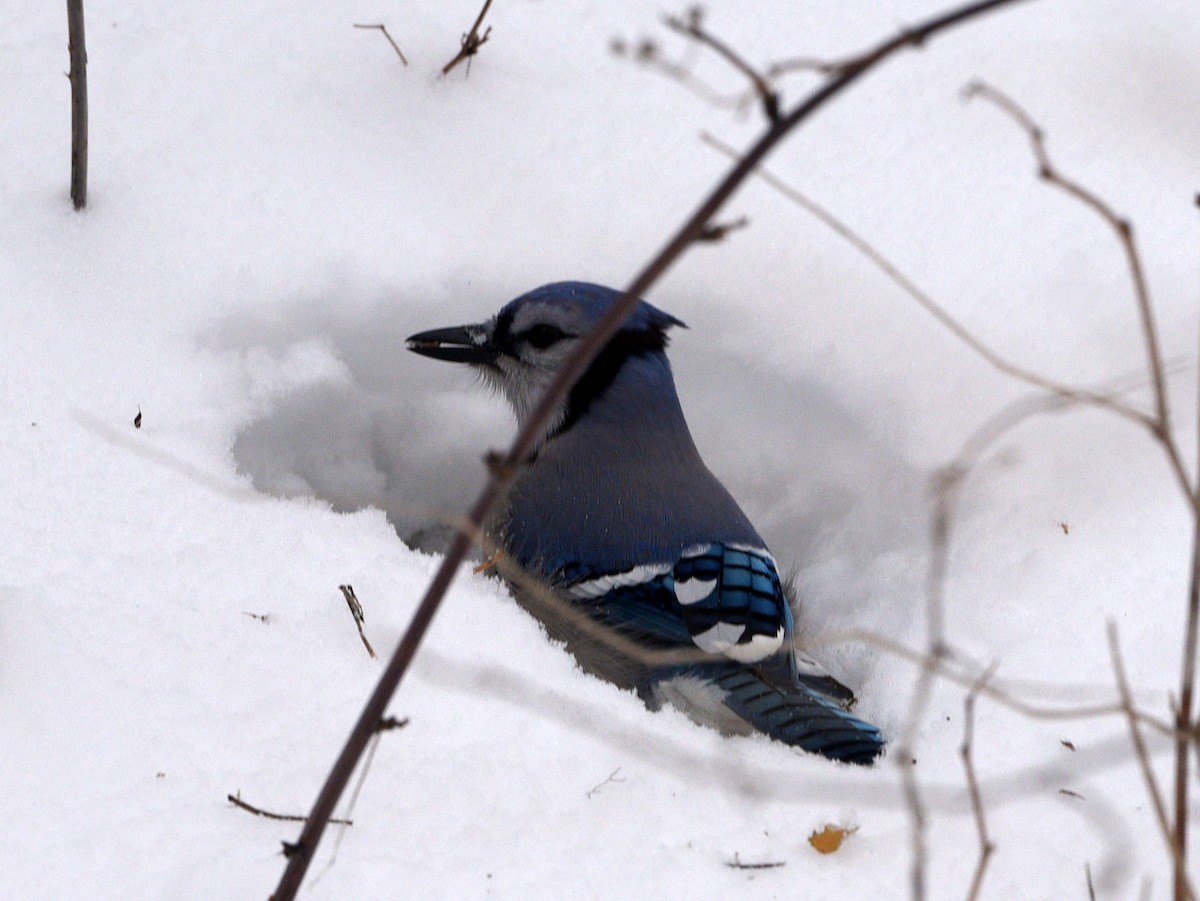 Blue Jay - ML613931472