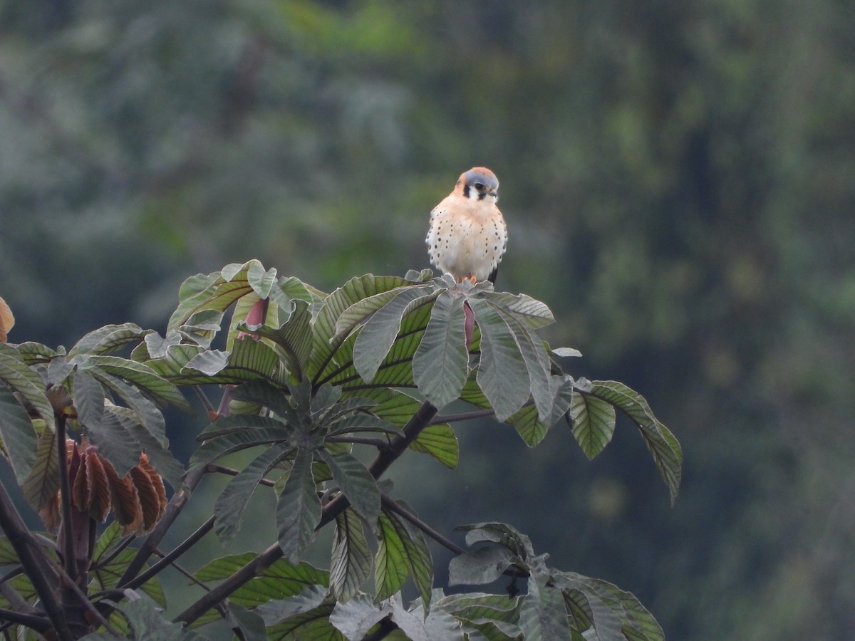 American Kestrel - Alberto Lozano