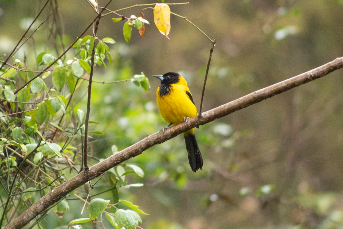 Audubon's Oriole (Audubon's) - Alvaro Rojas 𝙌𝙧𝙤. 𝘽𝙞𝙧𝙙𝙞𝙣𝙜 𝙏𝙤𝙪𝙧𝙨