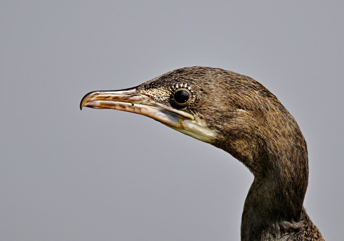 Little Cormorant - Amar-Singh HSS