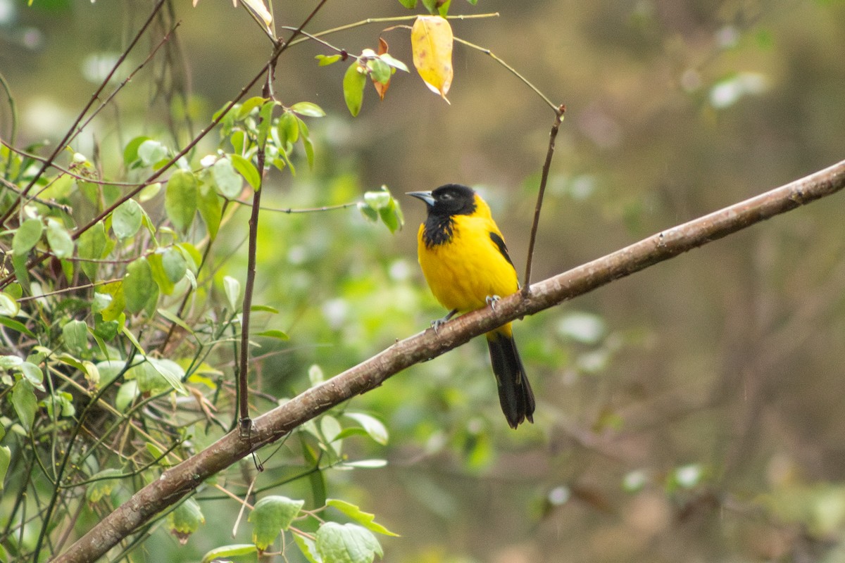 Audubon's Oriole (Audubon's) - Alvaro Rojas 𝙌𝙧𝙤. 𝘽𝙞𝙧𝙙𝙞𝙣𝙜 𝙏𝙤𝙪𝙧𝙨