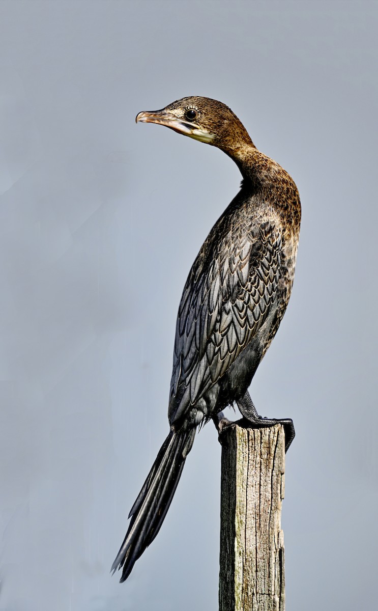 Little Cormorant - ML613931575